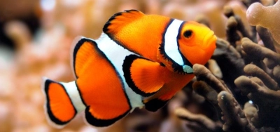 Capacitación en Crianza de Peces