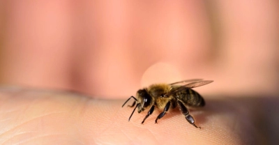 Capacitación en Apiterapia en Estética y Antienvejecimiento