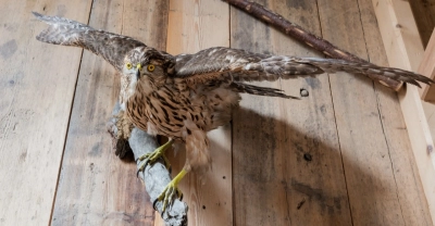 Capacitación en embalsamador y Taxidermizado