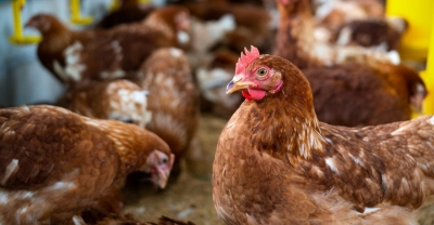 Técnico Auxiliar En Manejo De Gallinas Ponedoras Y Producción De Huevos Para La Venta + IA