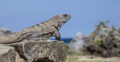 Programa de Certificación en Reptiles y Anfibios