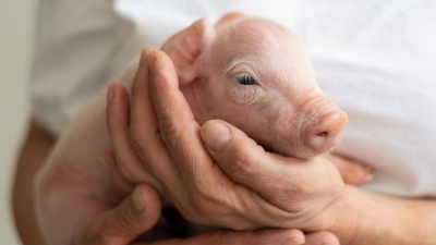 Especialista en Bienestar de Mascotas y Animales de Granjas (Premium con Doble Certificación)