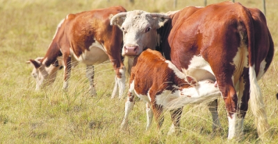 Programa de Certificación en Genética de Vacunos y Recolección de Semen