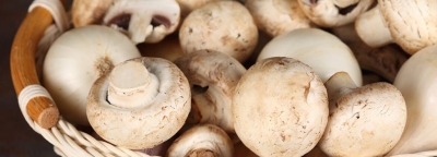 Capacitación en Cultivos de Hongos