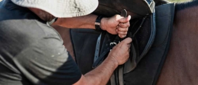 Diplomatura en Preparación e higiene de Caballos Semental, de Exposición, Carreras, Salto y de Polo (Premium con Doble Certificación)