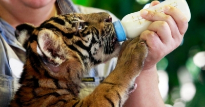 Guía y Cuidador de Animales en Acuarios, Centros de Recuperación y Reservas Naturales (Premium con Doble Certificación)