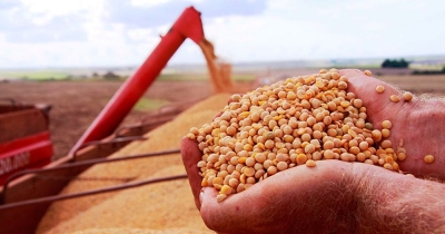 Introducción para la carrera de Perito clasificador de granos